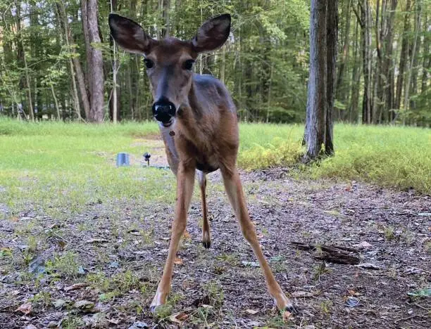 Deer close up in woods