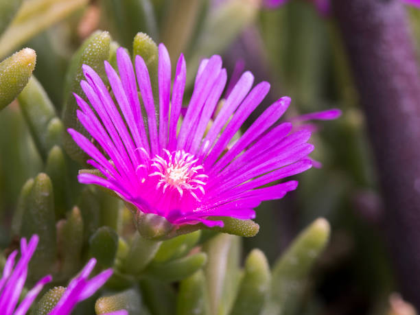istock Pale dewplant bright pink flower closeup 1326912910