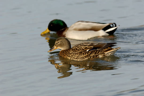 istock couple of mallard duck (Anas platyrhynchos) 1326913133