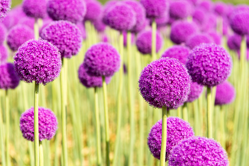 Field of blooming Giant Onion (Allium Giganteum).