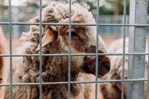 ケージの中の羊、肖像画。哺乳類は動物園にいます。空腹の動物。選択的フォーカス。 - sheep fence zoo enclosure ストックフォトと画像