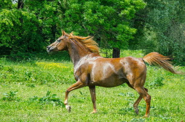 Arabian horses - mare in trot on meadow