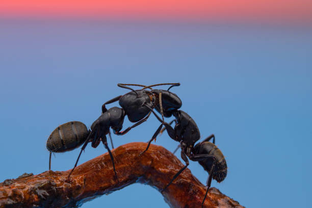 istock two large black ants are standing opposite each other 1326918204