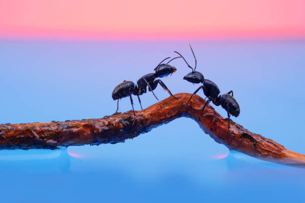 istock two large black ants are standing opposite each other 1326918207