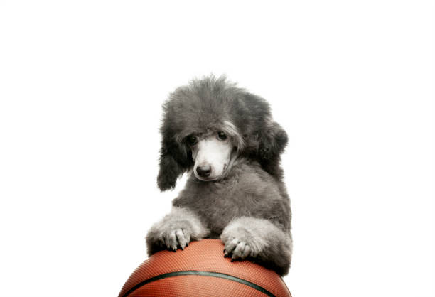 istock image of dog basketball white background 1326918428