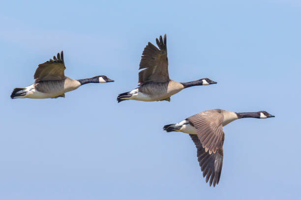 branta canadensis ganso canadiense en vuelo migrando - ánsar fotografías e imágenes de stock