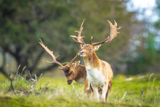 istock Two Fallow deer stags, dama dama, fighting in rutting season 1326920377