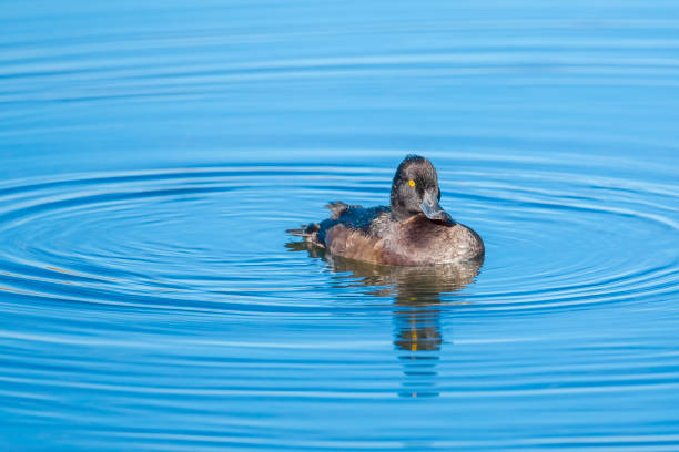 istock Tufted duck, Aythya fuligula, swimming 1326920392