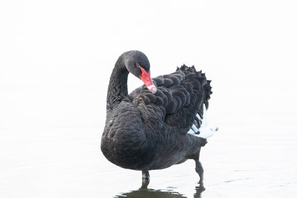 istock Black swan, Cygnus atratus, posing and preening 1326920405