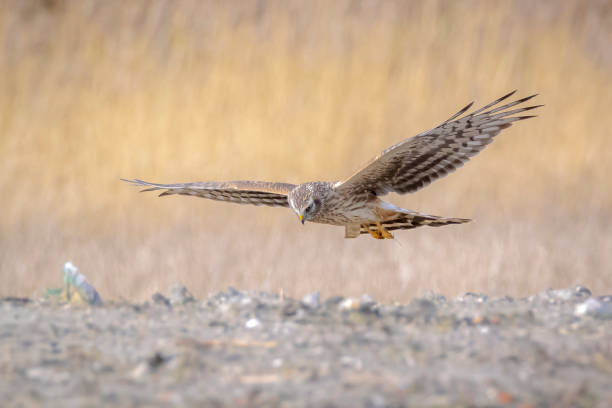 istock Hen harrier Circus cyaneus hunting 1326920416