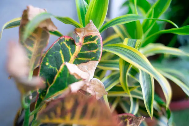 Photo of codiaeum variegatum couton with leaves drying wilting damaged due to heat, bugs, insects or fertilizer lack growing in a home garden a popular hobby in COVID lockdown
