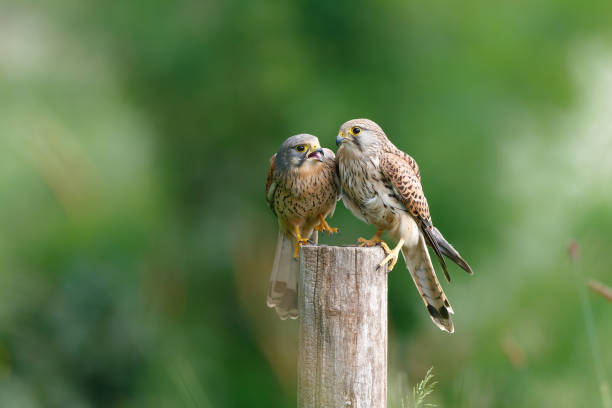 Common Kestrel couple sitting on a pole Common Kestrel (Falco innunculus) couple sitting on a pole in the meadows in the Netherlands falco tinnunculus stock pictures, royalty-free photos & images
