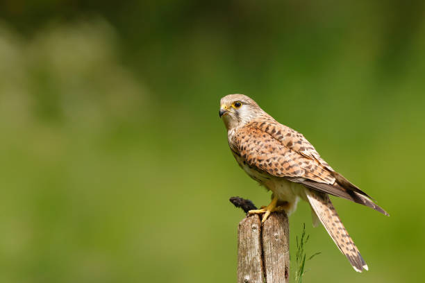 Common Kestrel eating a mouse stock photo