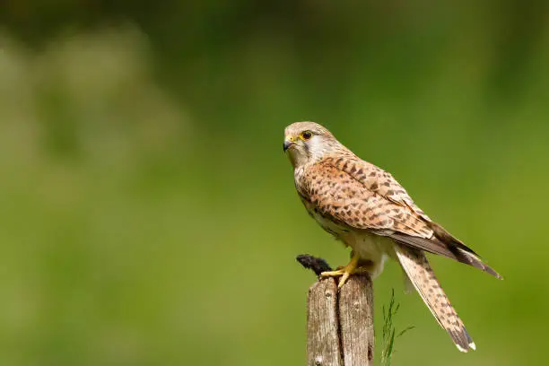 Common Kestrel (Falco innunculus) eating a mouse on a pole in the meadows in the Netherland
