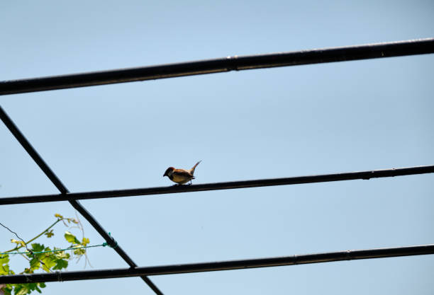 istock A small and cure chipping sparrow standing on metal vine trellis 1326923536