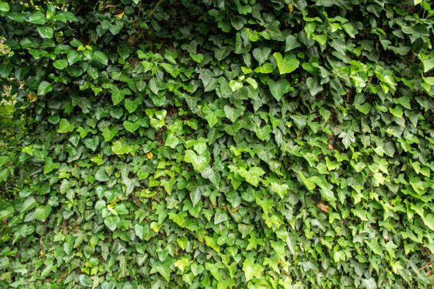 istock Old stone wall overgrown with green ivy 1326923588