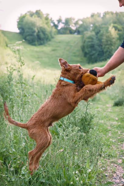 mladý irský teriér, domácí pes chodí v létě venku, hraje si s mužským majitelem, skáče vysoko pro měkkou hrací - irský teriér - stock snímky, obrázky a fotky