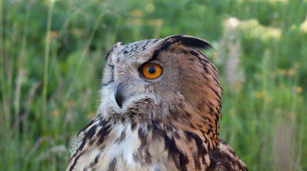 istock adult female eagle owl 1326924538