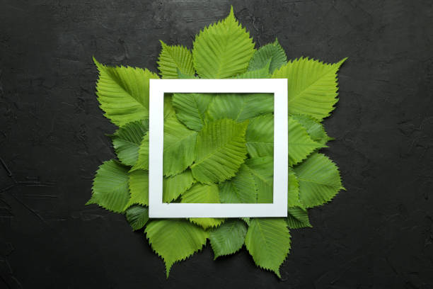 istock Abstract summer composition. Frame for text from beautiful green leaves on a concrete black background. top view. 1326926829