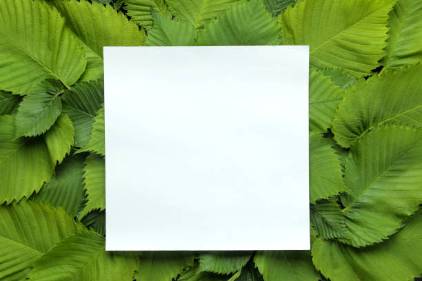 istock Abstract summer composition. Blank for text and beautiful green leaves. top view. 1326926838
