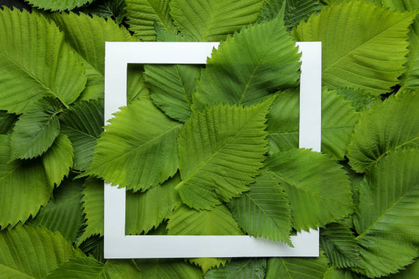 istock Abstract summer composition. Frame for text from beautiful green leaves on a concrete black background. top view. 1326926846