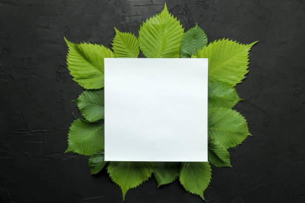 istock Abstract summer composition. Blender for text and beautiful green leaves on a concrete black background. top view. 1326926847