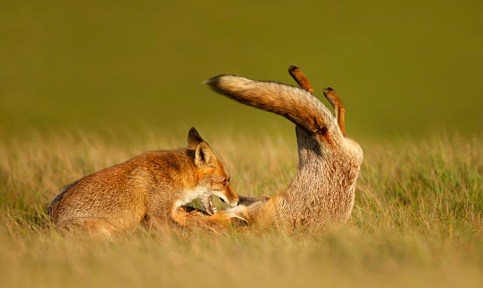 Close up of two playful Red fox cubs (Vulpes vulpes) in the field of grass.