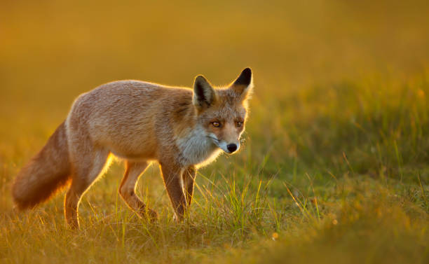 istock Close up of a red fox at sunset 1326927749