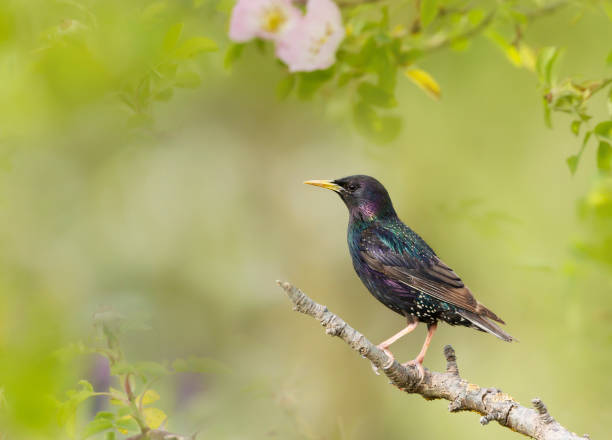 istock Common starling perched on a branch in summer 1326927842