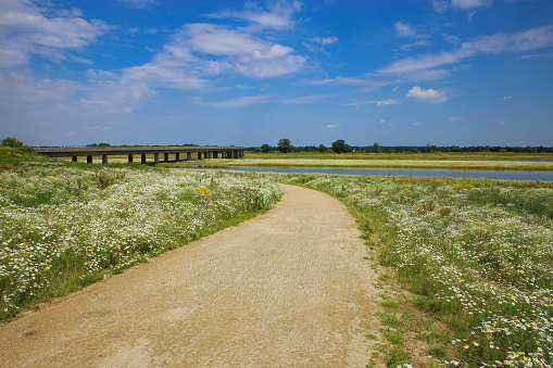 View on cycling track through white chamaomile flowers field at river maas in summer against blue sky, bridge background - Netherlands