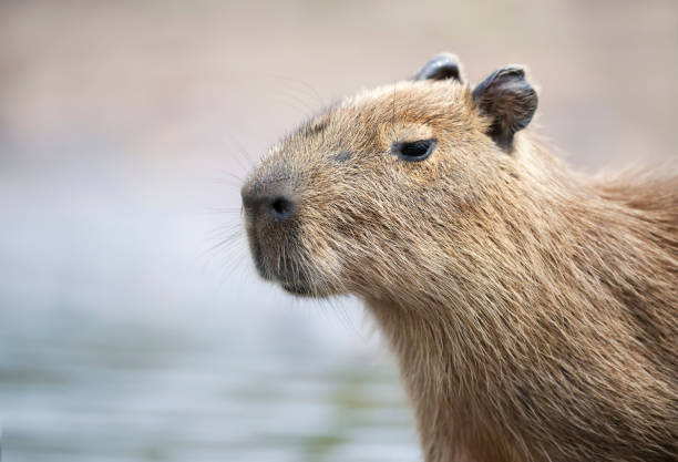 istock Portrait of a young Capybara against clear background 1326928583