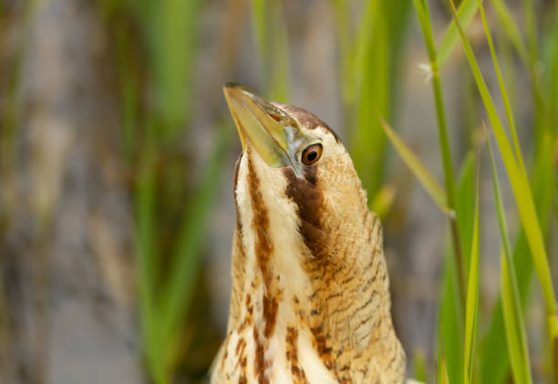 Close up of an Eurasian great bittern (Botaurus stellaris), UK.