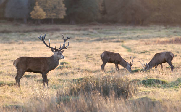 istock Red deer stags during a rutting season in autumn 1326928671