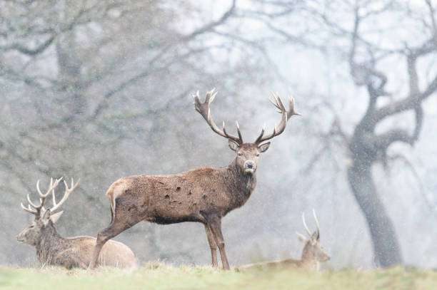 istock Red Deer in the falling rain in autumn 1326928754