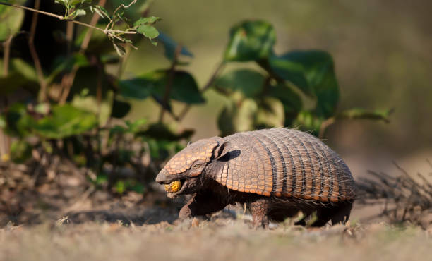 istock Six-banded armadillo eating Macauba palm fruit 1326928786