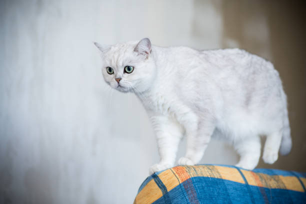 adult cat pedigree Scottish chinchilla straight ears adult cat pedigree Scottish chinchilla straight ears, at home. white persian cat stock pictures, royalty-free photos & images