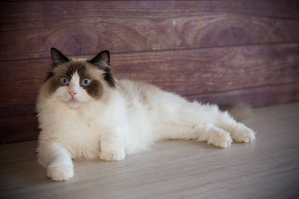 istock Young beautiful purebred Ragdoll cat at home 1326929901
