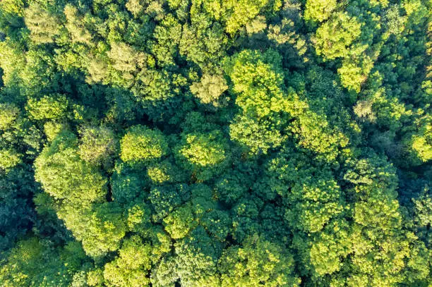 Photo of Top down aerial view of deciduous trees in forest in warm sunlight