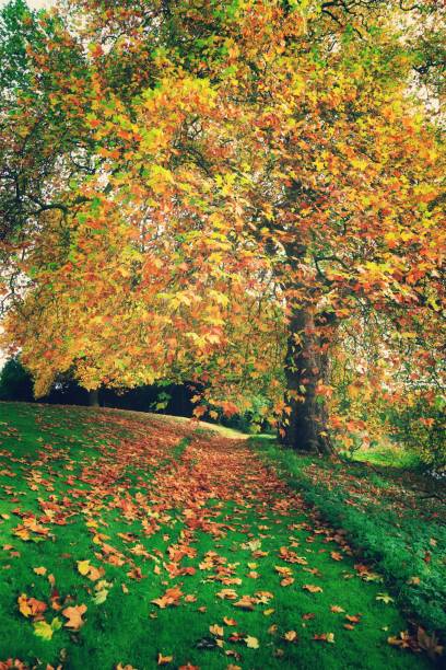 istock walking footpath autumn fall nature outdoors landscape environment beautiful 1326930798