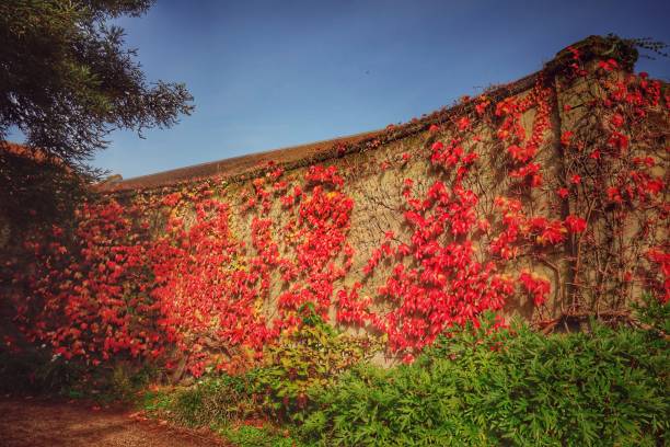 istock walking footpath autumn fall nature outdoors landscape environment beautiful 1326930854