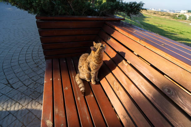Beautiful cat sitting on the dilapidated bench by the abandoned house asking for food