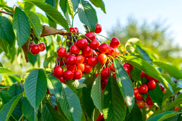 istock Branches with red cherry fruits on a blue sky background 1326931716