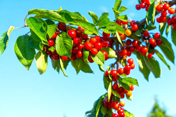 istock Branches with red cherry fruits on a blue sky background 1326931772