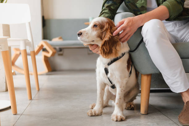 istock Cute spaniel dog sits at a cafe next to a visitor, generic interior. 1326932135