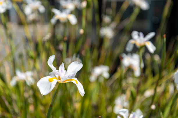 Wild iris blooming, New Zealand