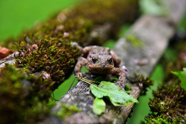 perereca - frog batrachian animal head grass - fotografias e filmes do acervo