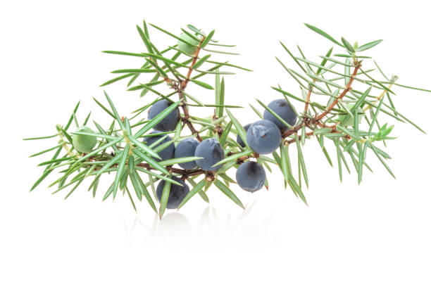 Juniper branch with berries isolated on white background Juniper branch with berries isolated on white background juniper tree juniperus osteosperma stock pictures, royalty-free photos & images