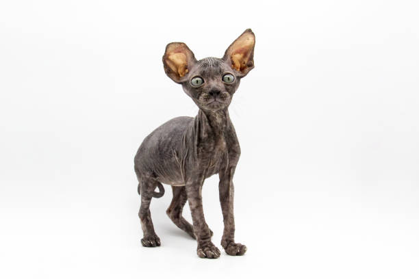 istock Beautiful gray Sphynx kitten against background. A little sphynx cat look on camera 1326934801