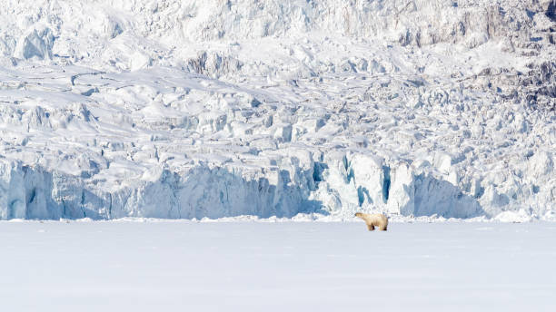 istock Polar bear, snow and glacier, Svalbard 1326935093