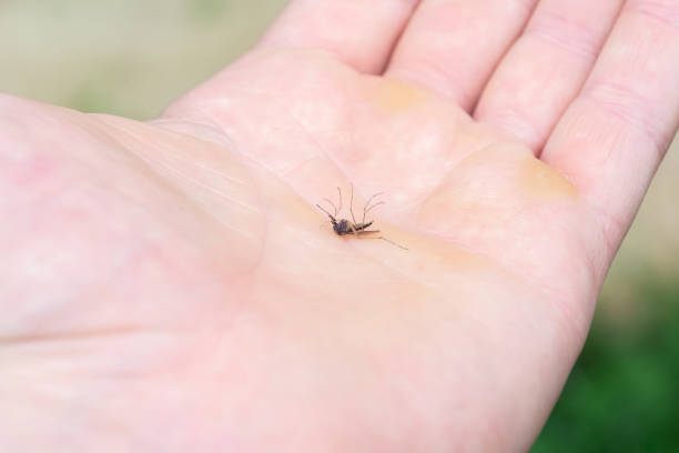 istock a dead mosquito is lying on a person's arm 1326935151